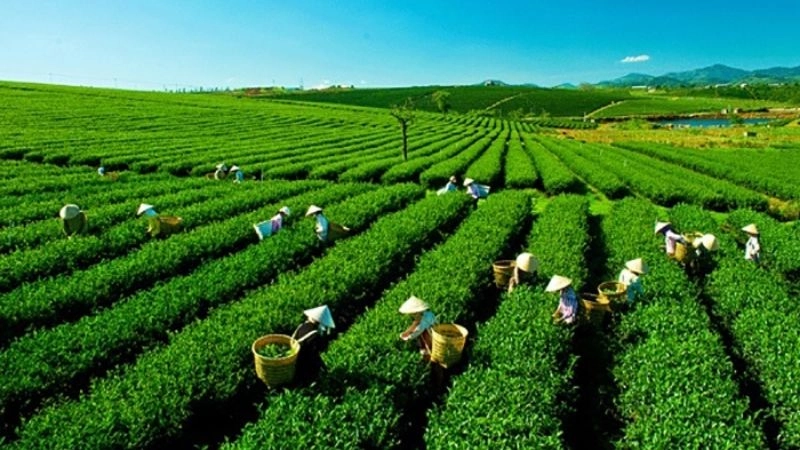 Mộc Châu mê hoặc bởi những đồi chè mướt mát