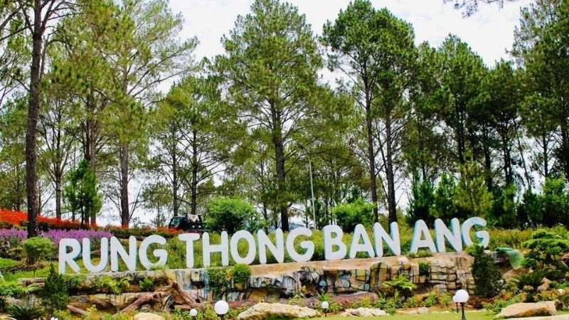 Rừng thông bản Áng được ví như Đà Lạt thu nhỏ