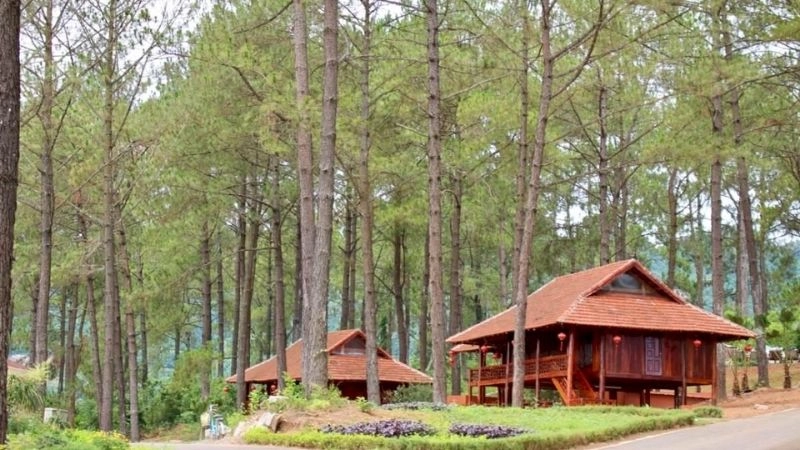 Rừng thông Bản Áng đẹp như trời Âu thu nhỏ