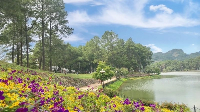 Vẻ đẹp dịu dàng của rừng thông Bản Áng