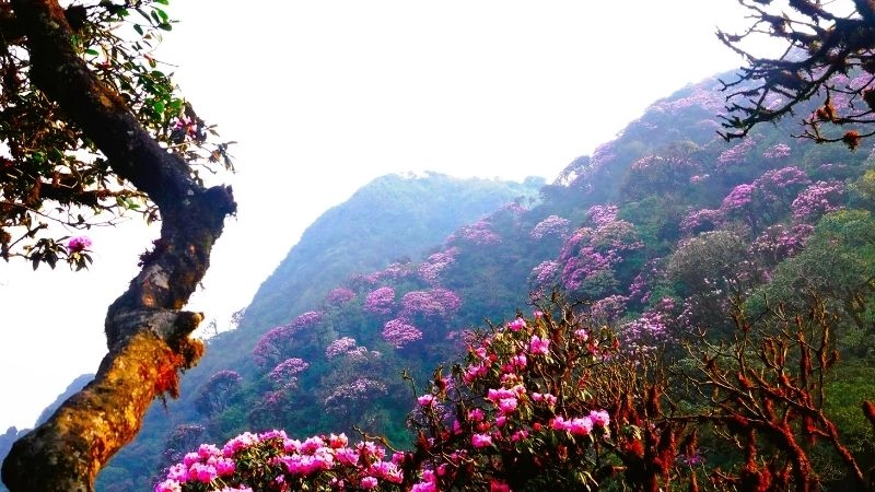 Rừng rậm, thác ghềnh thử thách Pu Ta Leng