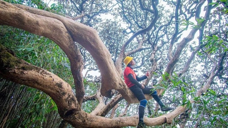 Đỉnh Pu Ta Leng chốn giao thoa giữa đất trời