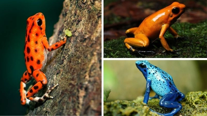Ếch độc kỳ quan nguy hiểm của rừng nhiệt đới