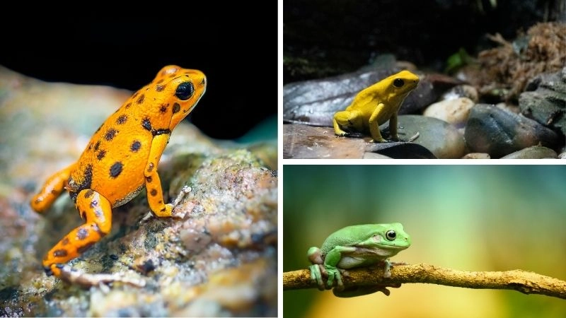 Bảo vệ ếch độc nỗ lực cứu loài khỏi tuyệt chủng