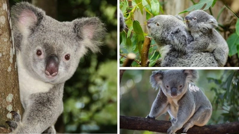 Gấu túi biểu tượng đáng yêu của nước Úc