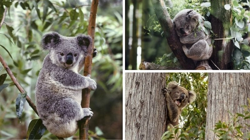 Koala là gì sinh vật đặc hữu của thiên nhiên Úc