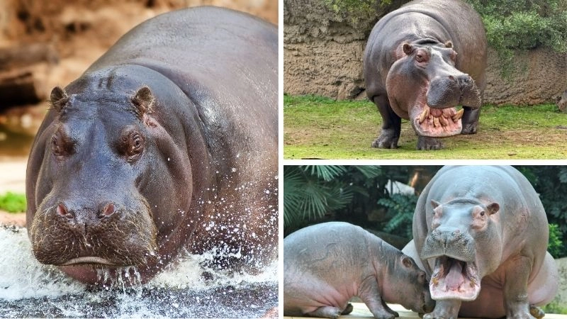 Đặc điểm hà mã làm nên sức mạnh và sự độc đáo tự nhiên