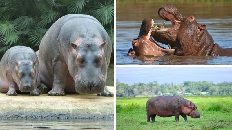 Hà mã nguy hiểm sức mạnh đáng sợ trong tự nhiên