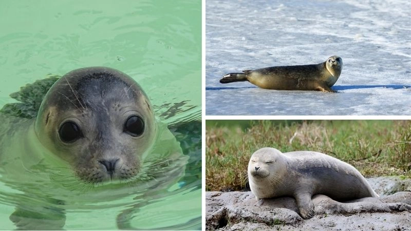 Hải cẩu thợ bơi lội tài ba của đại dương
