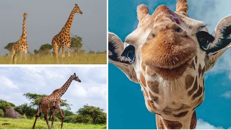 Thức ăn hươu cao cổ trong tự nhiên và môi trường nuôi nhốt