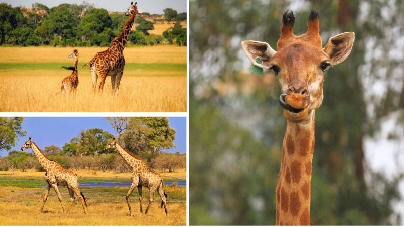 Hươu cao cổ biểu tượng của thiên nhiên hoang dã châu Phi