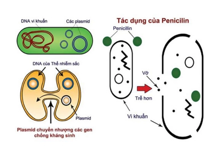 Hiểu thêm kháng sinh thay đổi nền y học ra sao qua từng hình ảnh