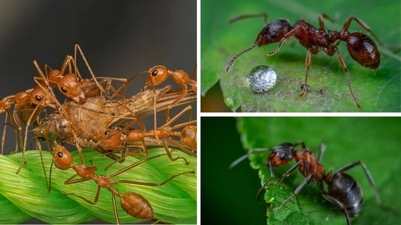 Tổ chức đàn kiến cấu trúc xã hội phức tạp