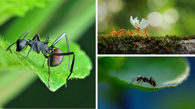 Xã hội kiến mô hình hợp tác hoàn hảo tự nhiên