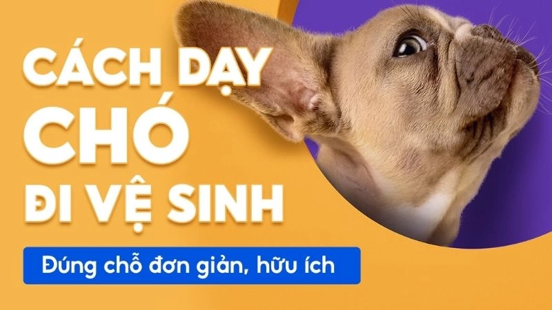 Chó đi vệ sinh đúng chỗ giúp nhà cửa luôn sạch sẽ