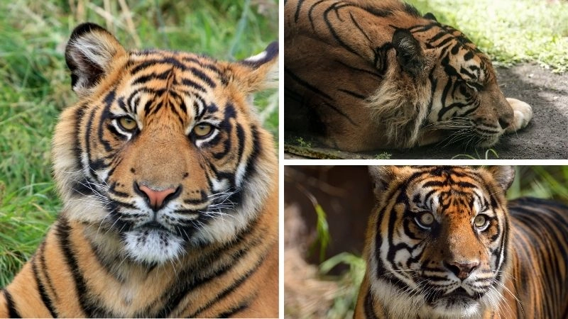 Động vật nguy cấp lời cảnh báo cho thiên nhiên