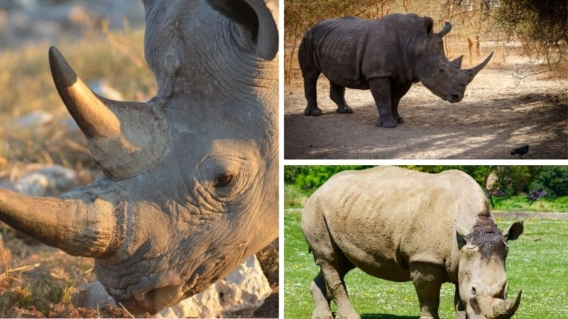 Động vật quý hiếm và đa dạng sinh học