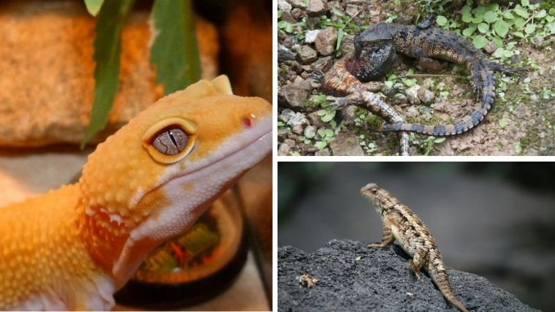 Đặc điểm bò sát thích nghi với nhiều môi trường