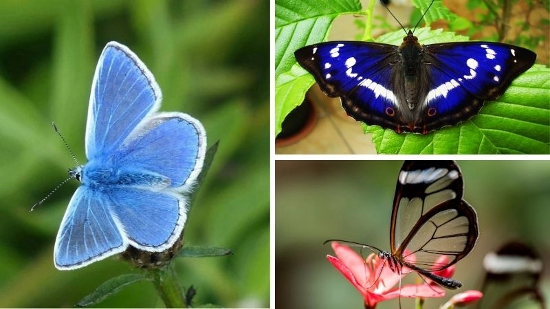 Bướm đẹp nhất viên ngọc lấp lánh của tự nhiên