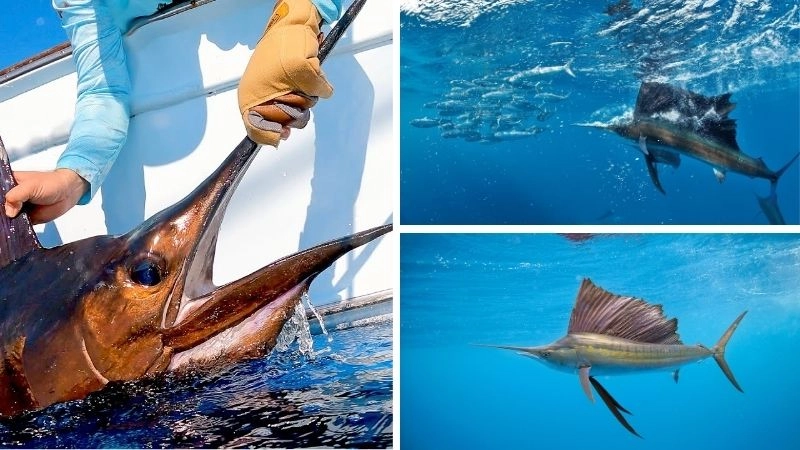 Cá thu thợ săn nhanh nhẹn của đại dương