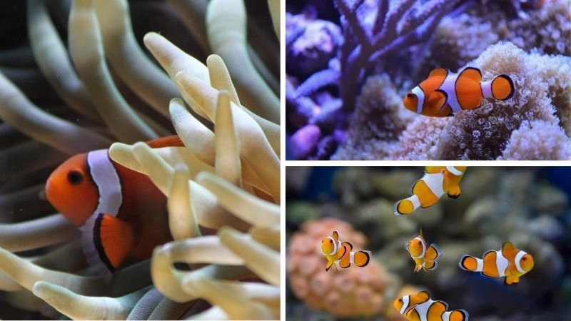 Cá rạn san hô vẻ đẹp rực rỡ dưới đại dương