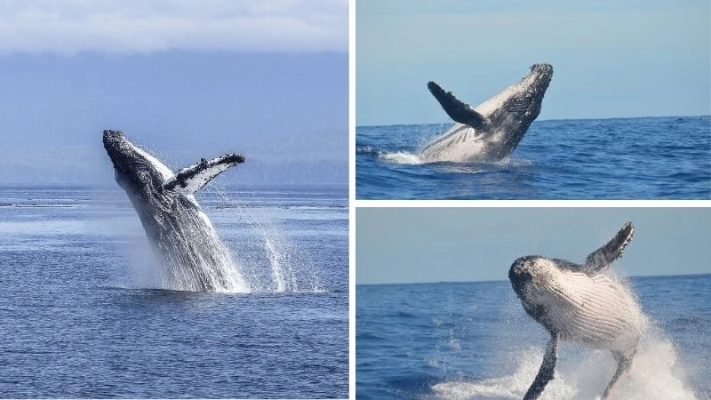 Cá voi nguy cấp khổng lồ cần bảo vệ khẩn cấp