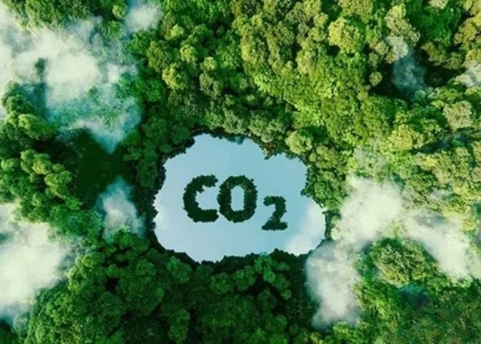 Loài cây nào giúp hấp thụ CO2 nhiều nhất được trồng rộng khắp rừng già