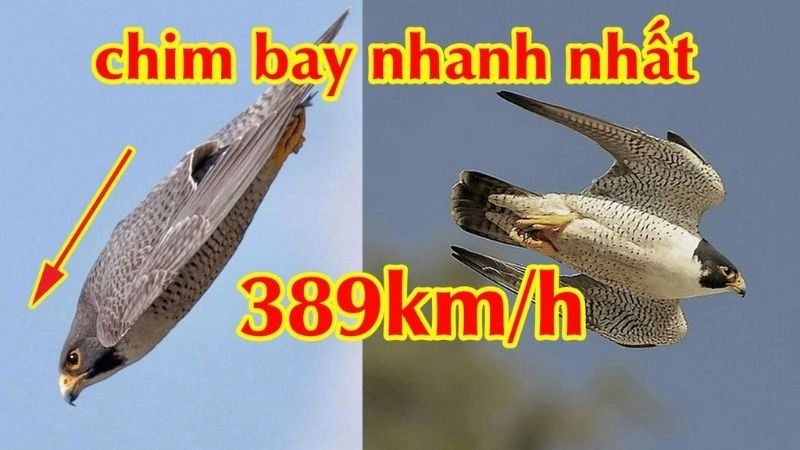 Chim nhanh nhất biểu tượng của bầu trời tự do