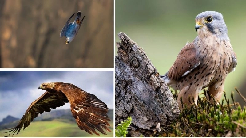 Chim cắt lớn thợ săn nhanh nhẹn trên bầu trời