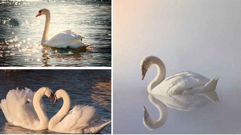 Chim chung thủy biểu tượng tình yêu vĩnh cửu