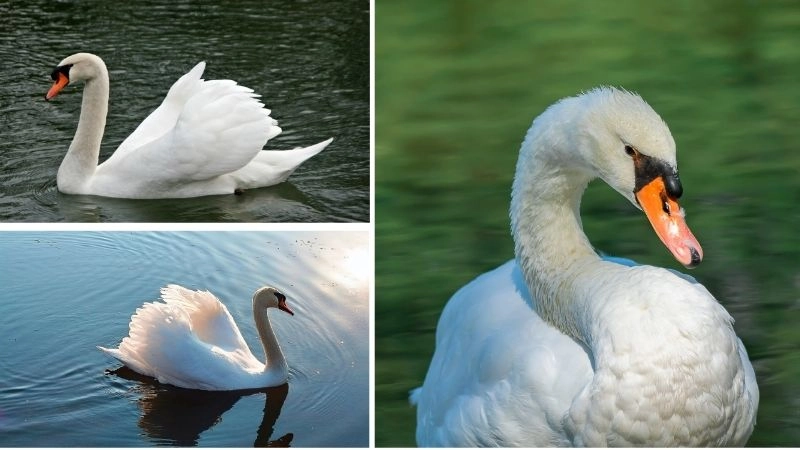 Chim tình yêu biểu tượng gắn bó đôi lứa