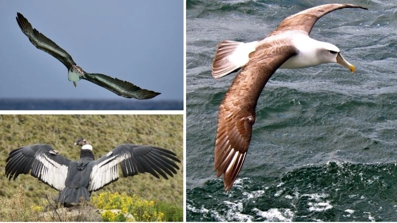 Kỷ lục chim hải âu hành trình bay dài nhất thế giới