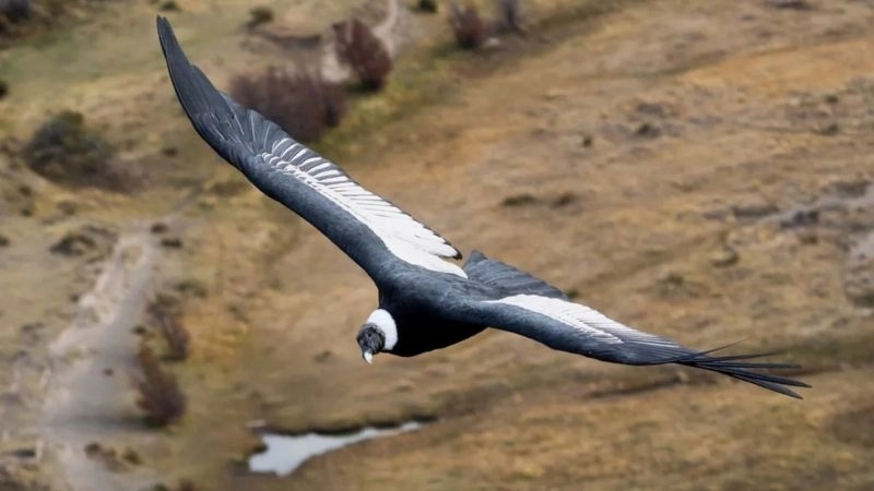 Chim hải âu biểu tượng tự do của đại dương