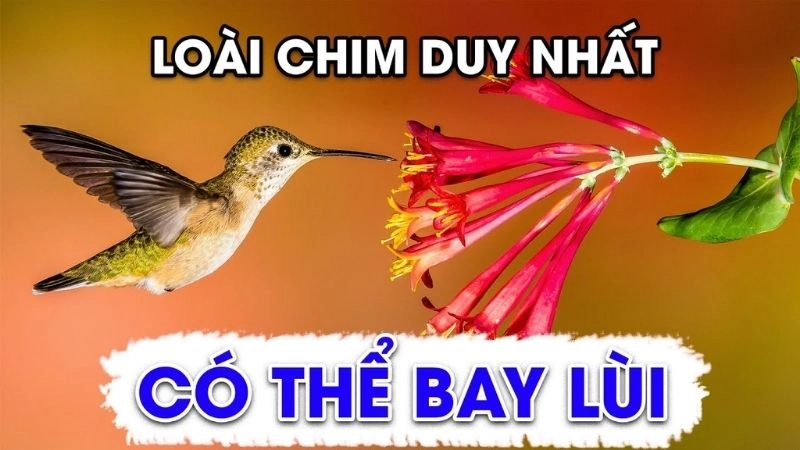 Chim bay lùi khả năng độc đáo của chim ruồi