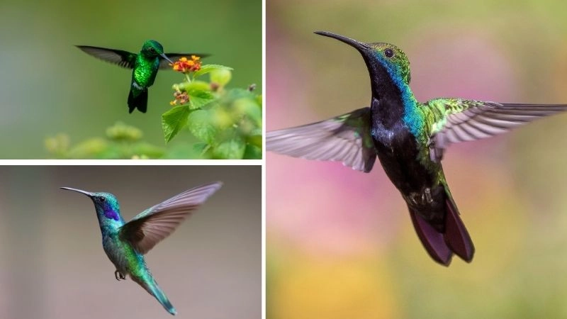 Đặc điểm chim ruồi làm nên sự kỳ diệu tự nhiên