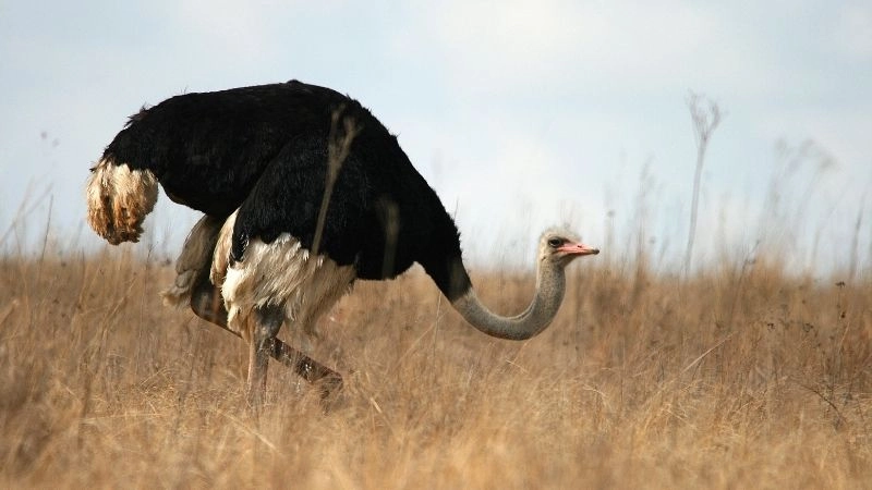 Trứng lớn nhất và ý nghĩa sinh học