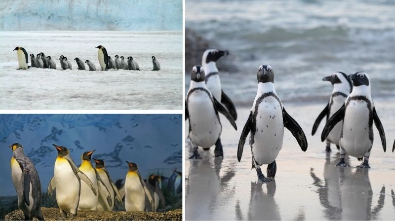 Chim cánh cụt biểu tượng đáng yêu vùng cực
