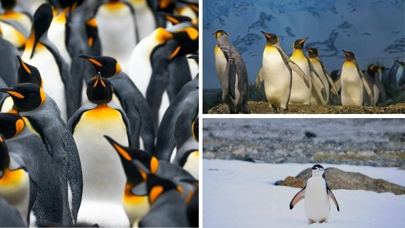 Chim Nam Cực biểu tượng kiên cường vùng cực