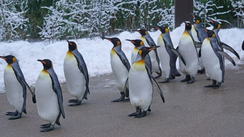 Chim cánh cụt biểu tượng đáng yêu Nam Cực