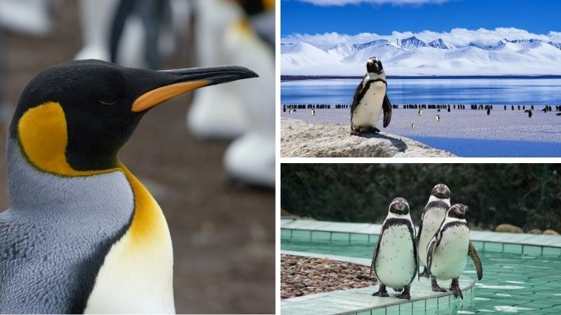 Môi trường Nam Cực thử thách cho sự sống