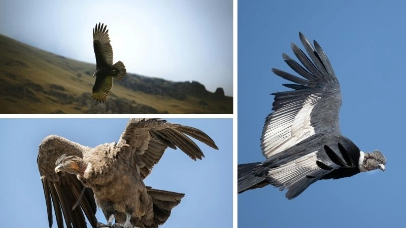 Chim núi cao biểu tượng tự do vùng núi