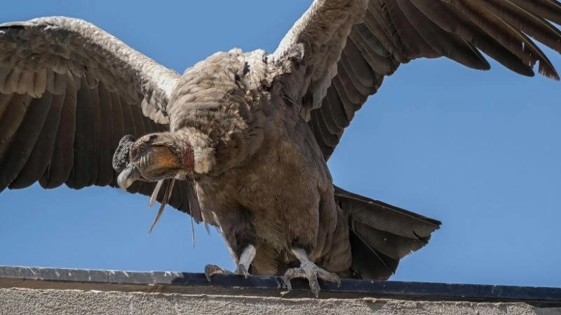 Đại bàng Andes chúa tể bầu trời Nam Mỹ