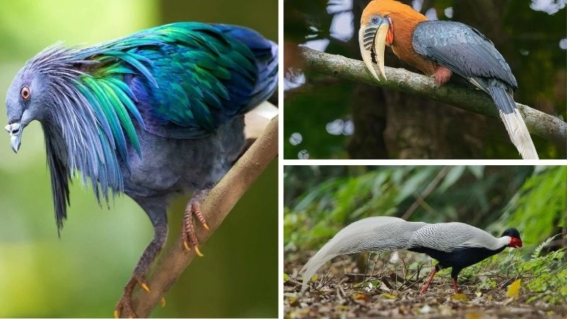 Bảo tồn chim và các biện pháp hiệu quả