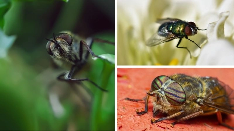 Chuồn chuồn thợ săn trên không của thiên nhiên