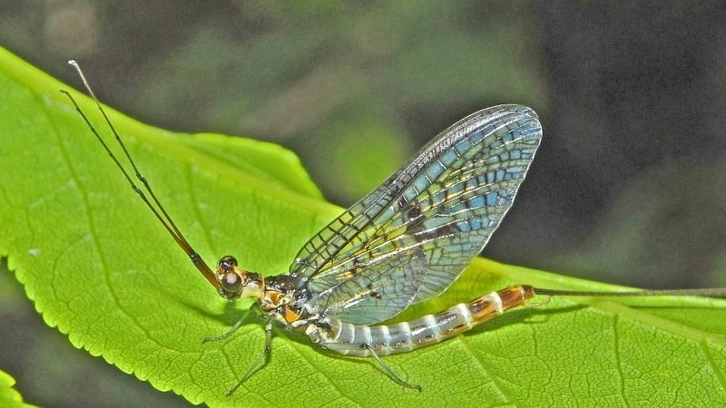 Đặc điểm côn trùng và đa dạng sinh học