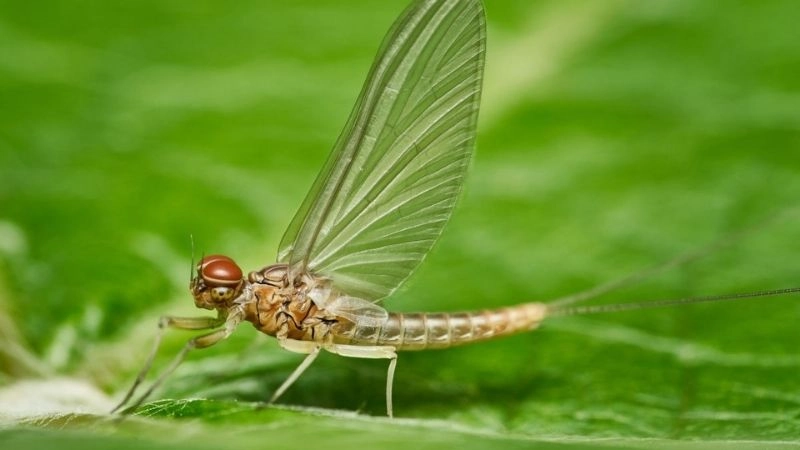 Vòng đời côn trùng và vai trò sinh thái