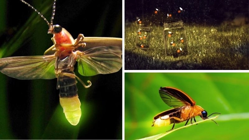 Đom đóm ánh sáng lung linh trong bóng tối