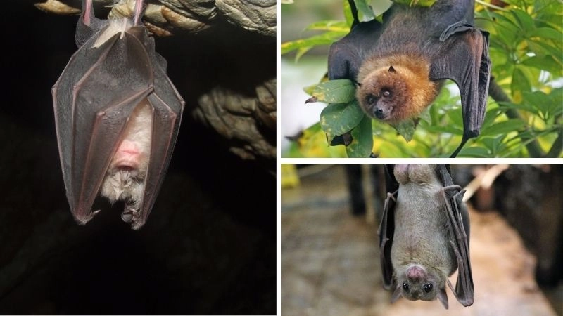 Dơi sinh vật bí ẩn của bầu trời đêm