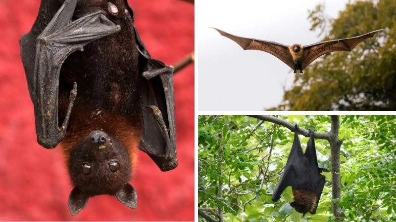 Đặc điểm dơi thích nghi với cuộc sống đêm