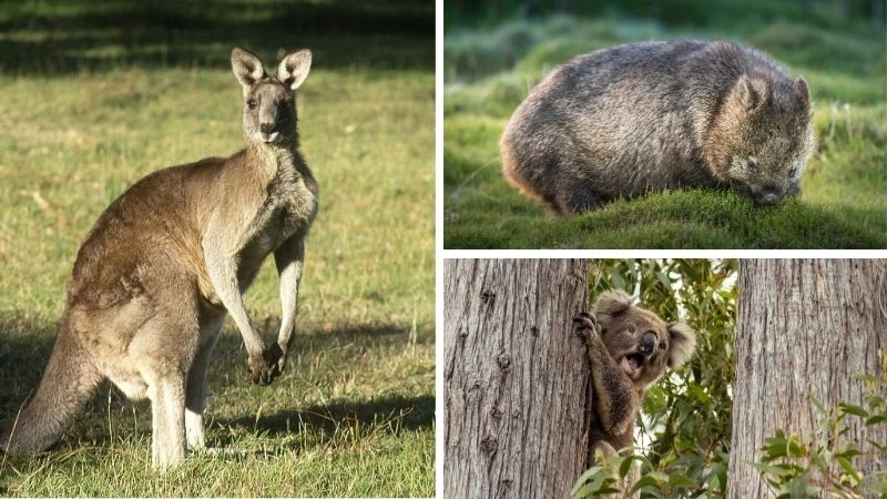 Đặc điểm thú có túi thích nghi với môi trường